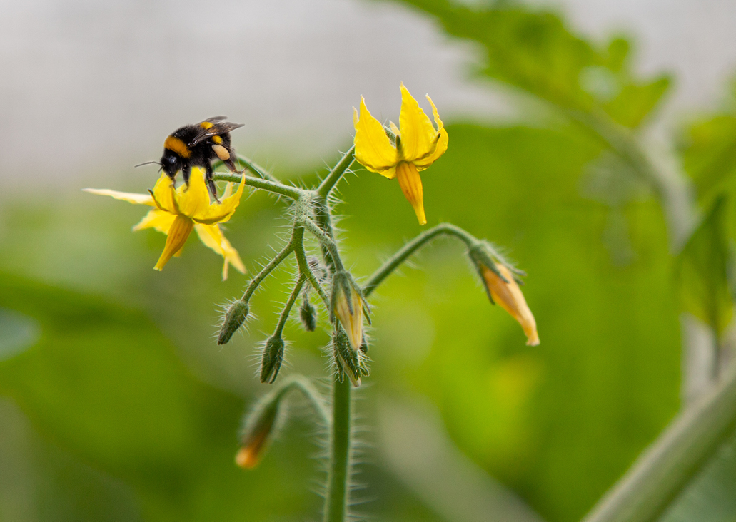 Erdhummel